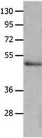 Cytoplasmic protein NCK2 antibody, PA5-49726, Invitrogen Antibodies, Western Blot image 
