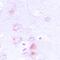 Erythrocyte Membrane Protein Band 4.1 Like 2 antibody, orb213897, Biorbyt, Immunohistochemistry paraffin image 
