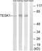 Testis Associated Actin Remodelling Kinase 1 antibody, LS-C119924, Lifespan Biosciences, Western Blot image 