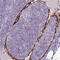 C-Type Lectin Domain Family 4 Member M antibody, HPA042661, Atlas Antibodies, Immunohistochemistry paraffin image 