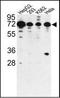 Phosphatase And Actin Regulator 2 antibody, orb96115, Biorbyt, Western Blot image 