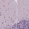 Basic Helix-Loop-Helix Family Member E22 antibody, NBP2-39016, Novus Biologicals, Immunohistochemistry frozen image 