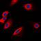 Protein O-Fucosyltransferase 1 antibody, orb215086, Biorbyt, Immunofluorescence image 