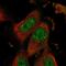 SEC14 And Spectrin Domain Containing 1 antibody, NBP1-83864, Novus Biologicals, Immunofluorescence image 