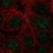Zinc Finger Protein 425 antibody, PA5-54142, Invitrogen Antibodies, Immunofluorescence image 