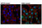 Erk1 antibody, 4377S, Cell Signaling Technology, Immunofluorescence image 