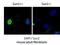 Sad1 And UNC84 Domain Containing 2 antibody, NBP2-59942, Novus Biologicals, Immunofluorescence image 