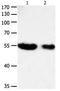 RUNX Family Transcription Factor 2 antibody, orb107479, Biorbyt, Western Blot image 