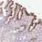 Midnolin antibody, NBP2-30437, Novus Biologicals, Immunohistochemistry frozen image 