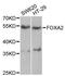 HNF-3B antibody, A2923, ABclonal Technology, Western Blot image 