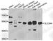 Solute Carrier Family 2 Member 4 antibody, A7637, ABclonal Technology, Western Blot image 
