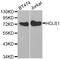 Hematopoietic Cell-Specific Lyn Substrate 1 antibody, STJ23925, St John