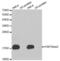 Histone Cluster 3 H3 antibody, abx000015, Abbexa, Western Blot image 
