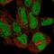 Zinc finger protein 143 antibody, NBP2-57806, Novus Biologicals, Immunofluorescence image 