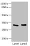 Four And A Half LIM Domains 3 antibody, LS-C675763, Lifespan Biosciences, Western Blot image 