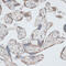 Keratin 7 antibody, 18-719, ProSci, Immunohistochemistry frozen image 