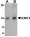 Succinate Dehydrogenase Complex Subunit D antibody, NBP2-81948, Novus Biologicals, Western Blot image 