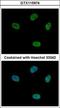 Cyclin-dependent kinase 10 antibody, GTX115974, GeneTex, Immunocytochemistry image 