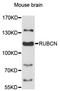 Rubicon Autophagy Regulator antibody, LS-C748229, Lifespan Biosciences, Western Blot image 