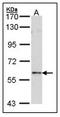 Forkhead box protein N1 antibody, AP23680PU-N, Origene, Western Blot image 