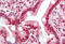 GH3 Domain Containing antibody, MBS248497, MyBioSource, Immunohistochemistry frozen image 