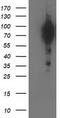 BCAR1 Scaffold Protein, Cas Family Member antibody, TA502613, Origene, Western Blot image 