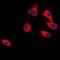 Cell adhesion molecule 2 antibody, abx133679, Abbexa, Western Blot image 