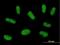 PML-RARA Regulated Adaptor Molecule 1 antibody, H00084106-B01P, Novus Biologicals, Immunofluorescence image 