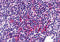 Zinc Finger Protein 687 antibody, 6067, ProSci Inc, Immunohistochemistry frozen image 