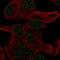 PiggyBac transposable element-derived protein 5 antibody, PA5-66738, Invitrogen Antibodies, Immunofluorescence image 