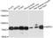 Adenosine Monophosphate Deaminase 1 antibody, A3584, ABclonal Technology, Western Blot image 