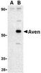 Cell death regulator Aven antibody, NBP1-76771, Novus Biologicals, Western Blot image 