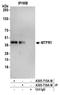 Mitochondrial Fission Regulator 1 antibody, A305-716A-M, Bethyl Labs, Immunoprecipitation image 