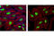Catenin Beta 1 antibody, 4627S, Cell Signaling Technology, Immunofluorescence image 