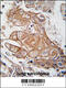 Regulator Of G Protein Signaling 19 antibody, 59-715, ProSci, Immunohistochemistry paraffin image 