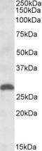 Placenta growth factor antibody, TA311242, Origene, Western Blot image 