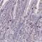 MAS Related GPR Family Member X2 antibody, HPA055220, Atlas Antibodies, Immunohistochemistry frozen image 