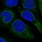 Sterol O-acyltransferase 1 antibody, HPA047171, Atlas Antibodies, Immunocytochemistry image 