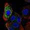 Zinc Finger NFX1-Type Containing 1 antibody, NBP2-13602, Novus Biologicals, Immunofluorescence image 