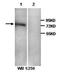 G Elongation Factor Mitochondrial 1 antibody, orb76918, Biorbyt, Western Blot image 