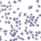 C1q And TNF Related 7 antibody, LS-C490, Lifespan Biosciences, Immunocytochemistry image 