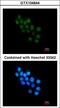 Forkhead box protein B1 antibody, LS-C109385, Lifespan Biosciences, Immunofluorescence image 