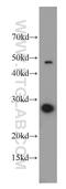 PDGFA Associated Protein 1 antibody, 15081-1-AP, Proteintech Group, Western Blot image 