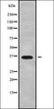 POU Domain Class 5, Transcription Factor 2 antibody, orb337885, Biorbyt, Western Blot image 