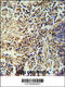 Zinc Finger Protein 720 antibody, 55-567, ProSci, Immunohistochemistry frozen image 