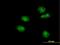 HNF-3-beta antibody, LS-C104973, Lifespan Biosciences, Immunofluorescence image 