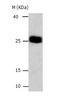 BCL2 Like 1 antibody, TA323212, Origene, Western Blot image 