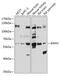 Relaxin Family Peptide Receptor 3 antibody, 13-566, ProSci, Western Blot image 