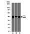 Nucleolysin TIA-1 antibody, V7235-100UG, NSJ Bioreagents, Western Blot image 
