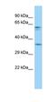 Peroxisome assembly protein 12 antibody, orb330268, Biorbyt, Western Blot image 